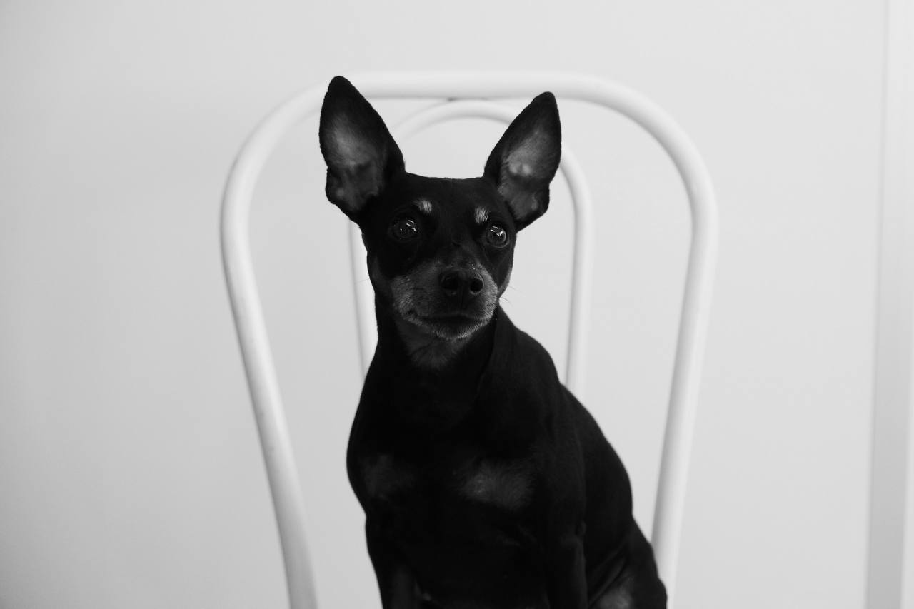 a black dog sitting on a chair